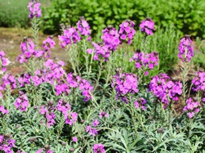 shop tuinplanten