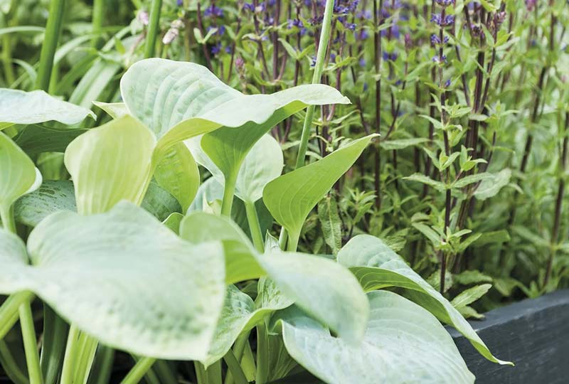 /inspiratie/schaduwplanten-border
