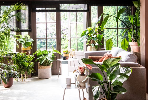 Top 10 grote kamerplanten