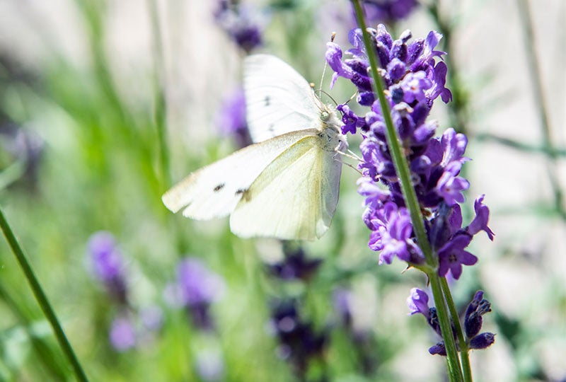 Zonnige tuin in juli