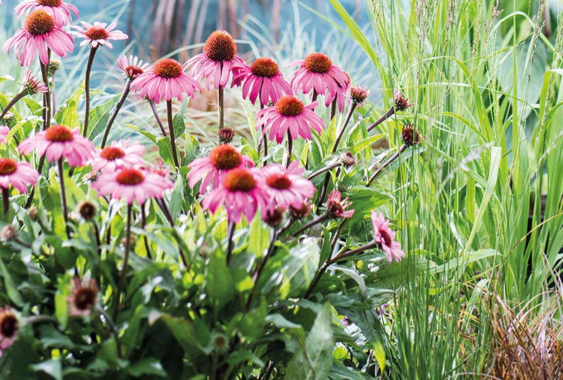 border-zonnige-tuin