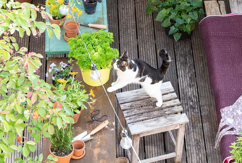 Blog: Een balkon, dakterras of kleine tuin vergroenen