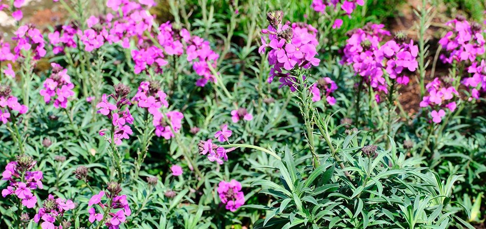 Tuinplanten
