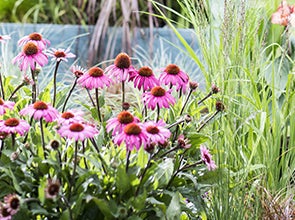 Tuinplanten aanleggen