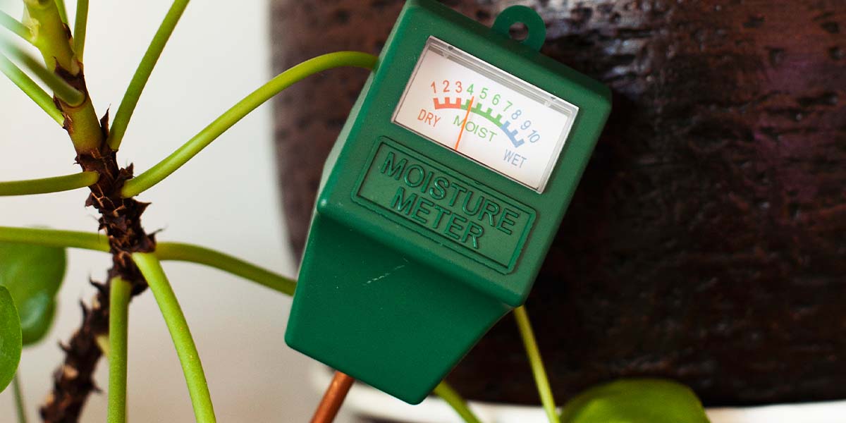 Planten water geven watermeter Mama Botanica